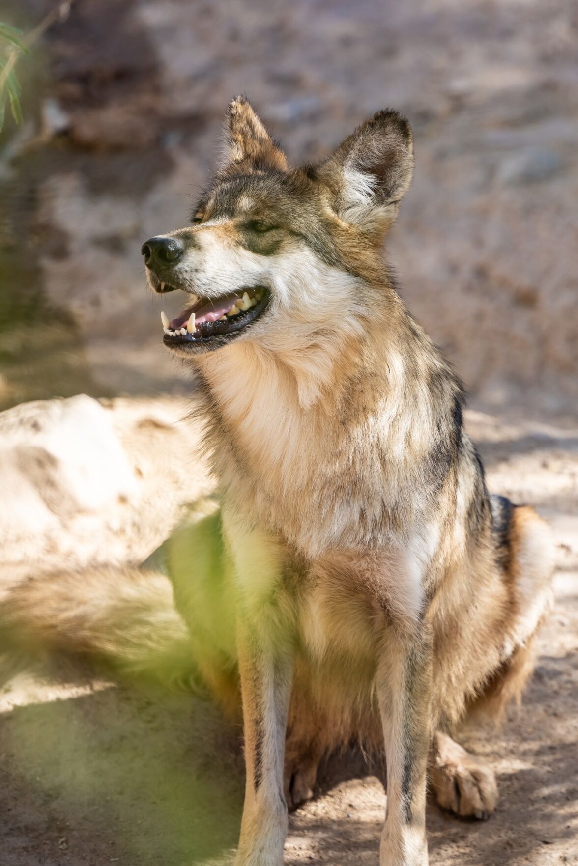 蜜柚直播-Sonora Desert Museum Wolves
